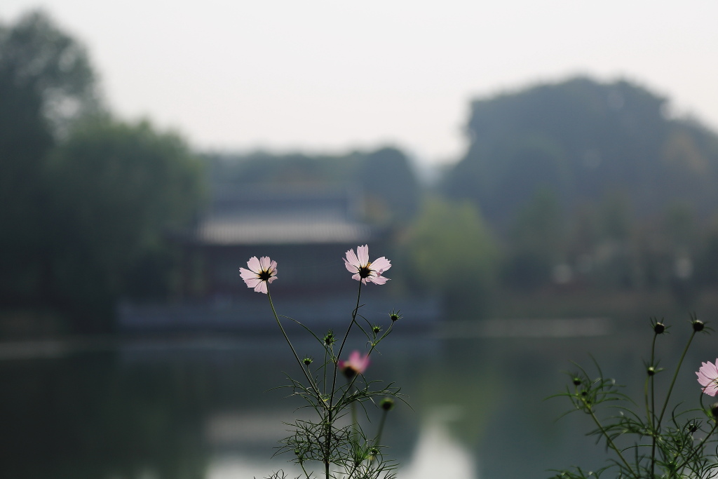 花与亭 摄影 孤独的行路人