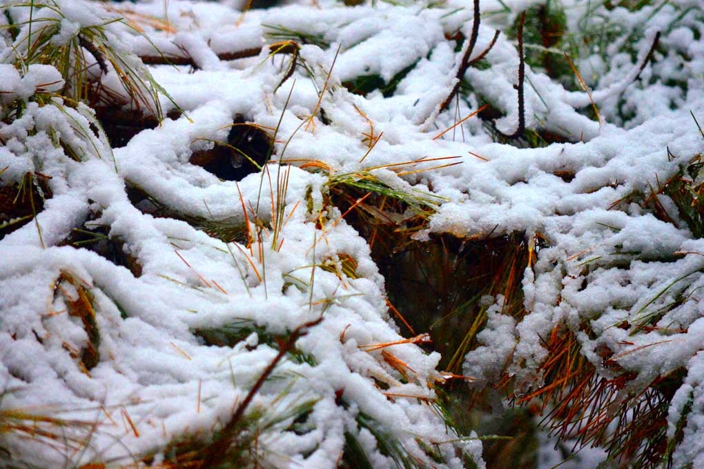 2015年第一埸雪景 摄影 北京快乐兔