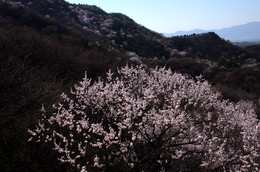 山花烂漫 摄影 青山绿水2