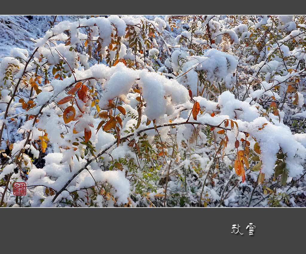 《秋雪》 摄影 一路有你