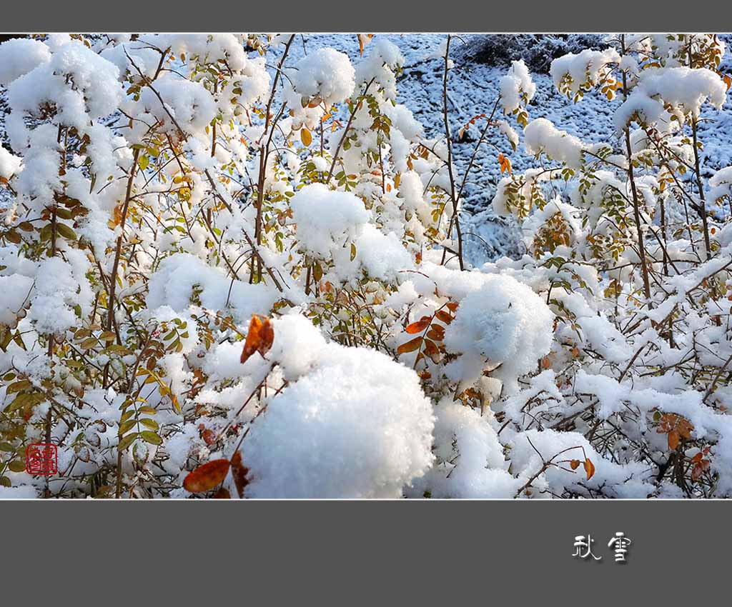 《秋雪》 摄影 一路有你