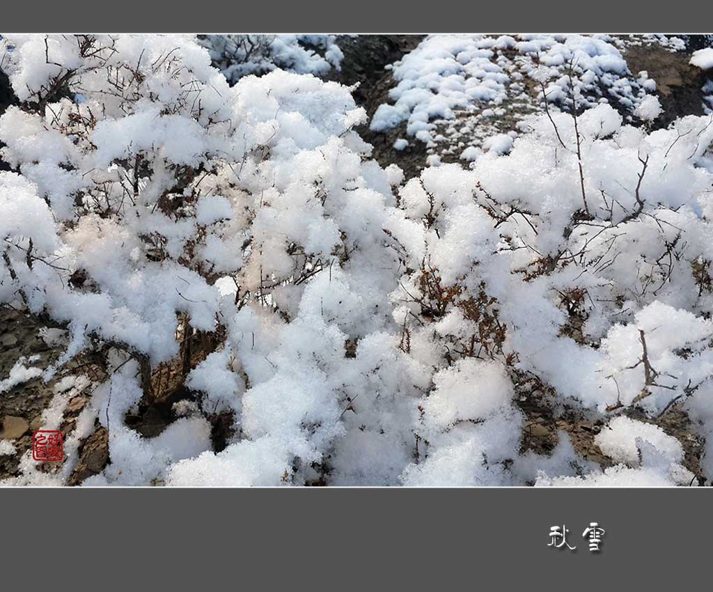 《秋雪》 摄影 一路有你