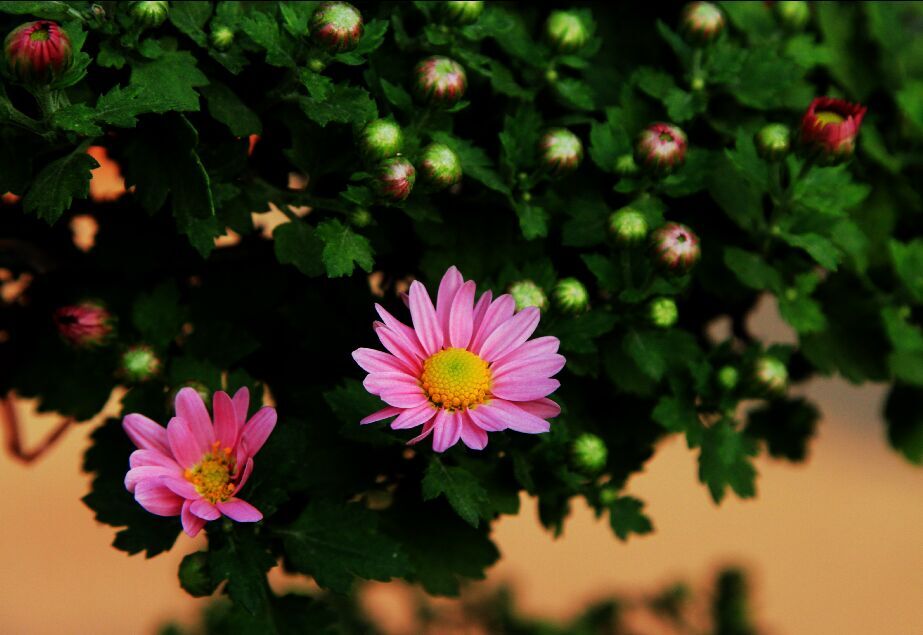 菊花 摄影 于搏