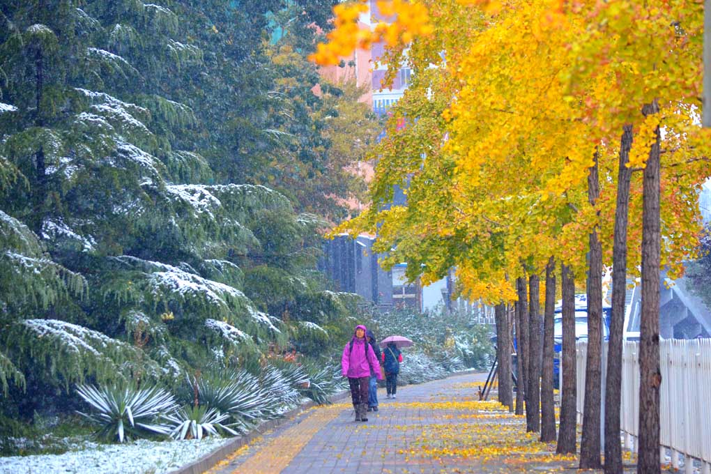 2015年第一埸雪景6 摄影 北京快乐兔