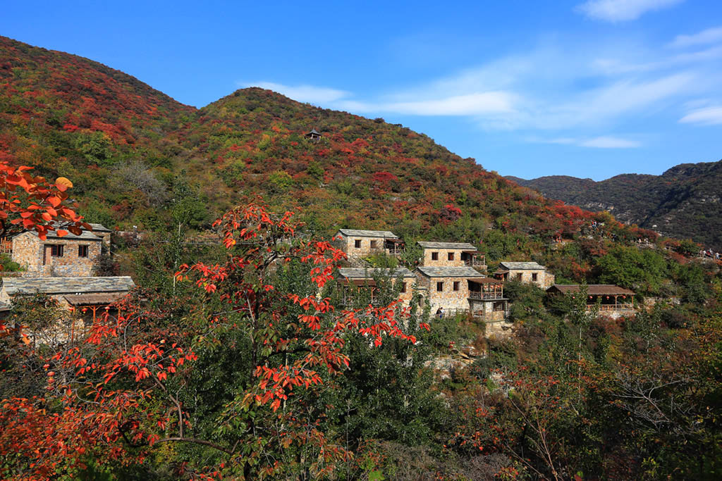 坡峰岭红叶 摄影 天上来