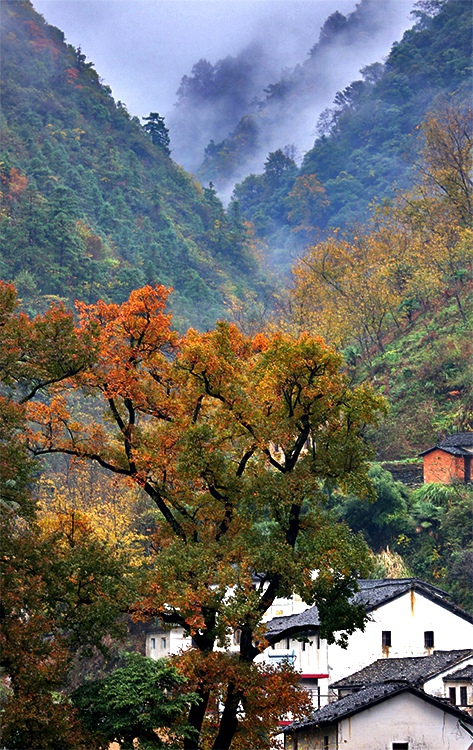 《深红浅黄缀寒山》 摄影 安徽老玉米