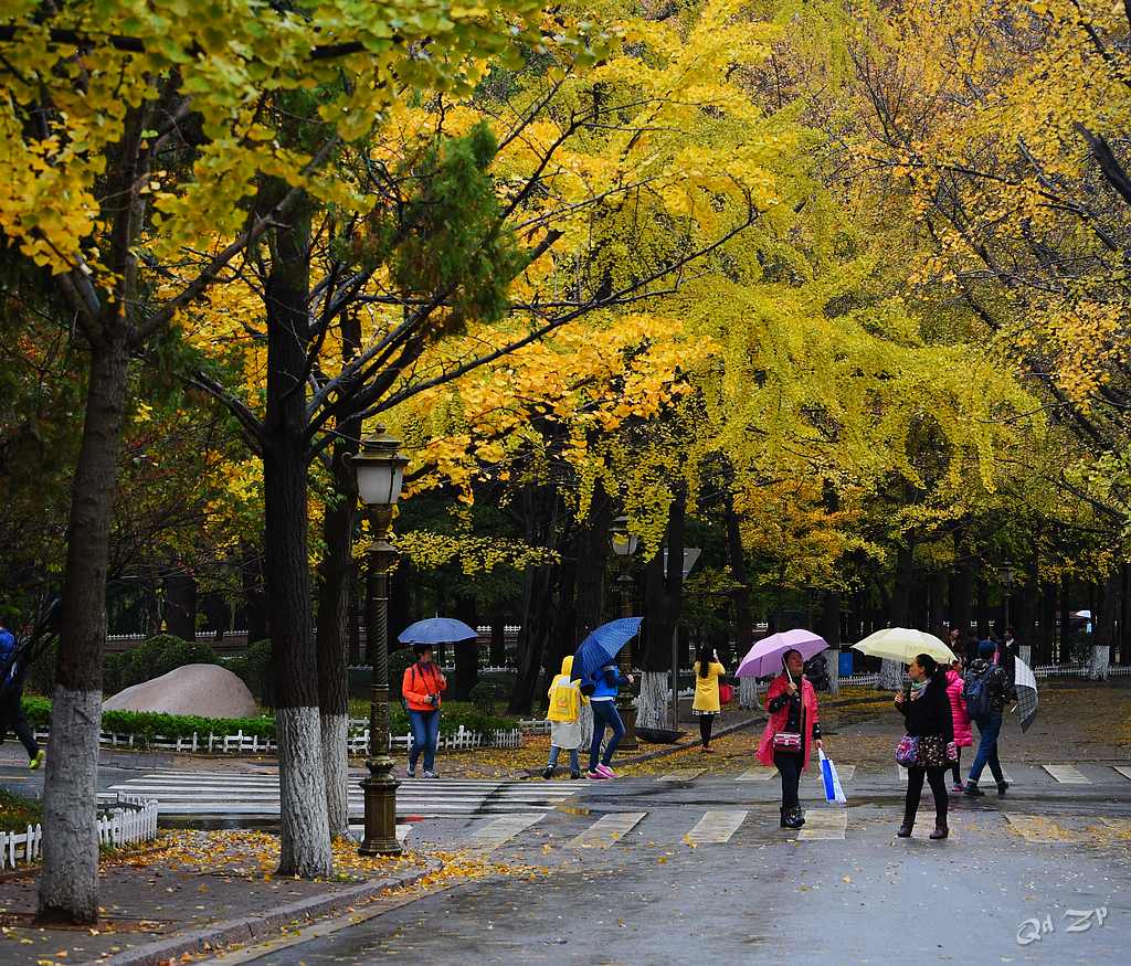 青岛雨中的八大关景色 摄影 qdzp