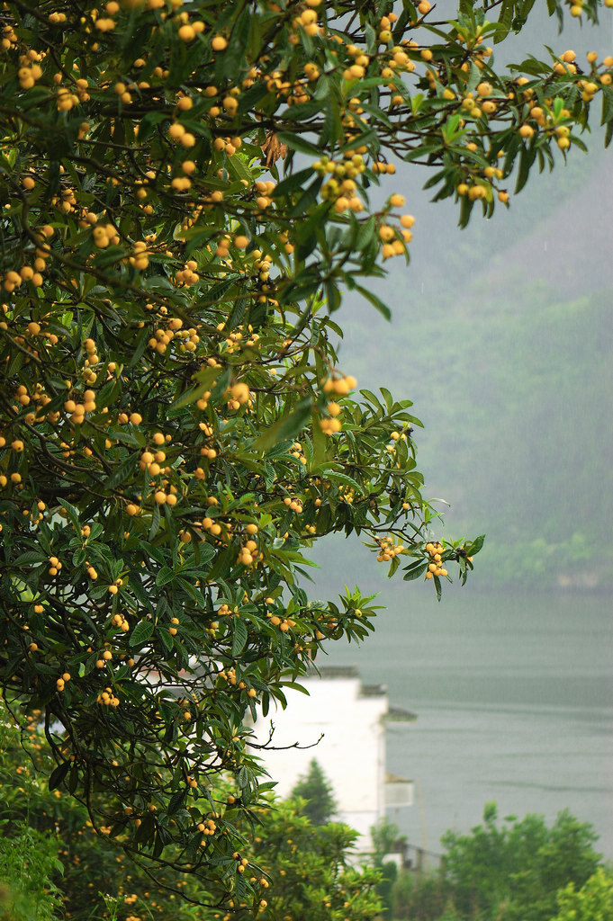 枇杷江南雨 摄影 那人那山