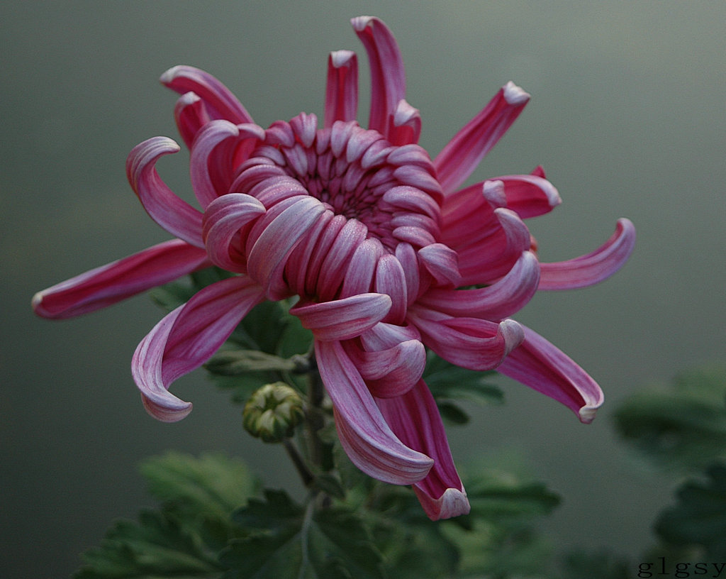 菊花  初绽 摄影 江边鱼翁n