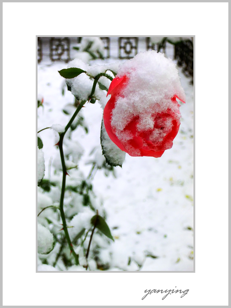 下雪啦 摄影 岩影