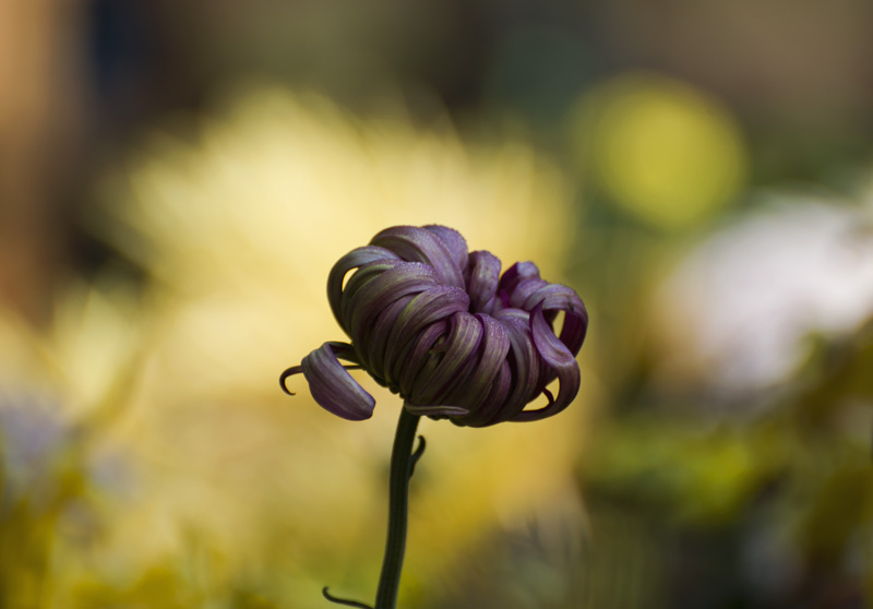 菊花 摄影 珍珠梅