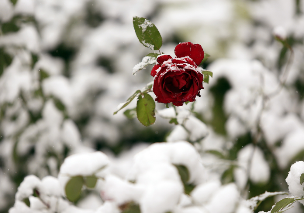 雪中玫瑰 摄影 gdgcn