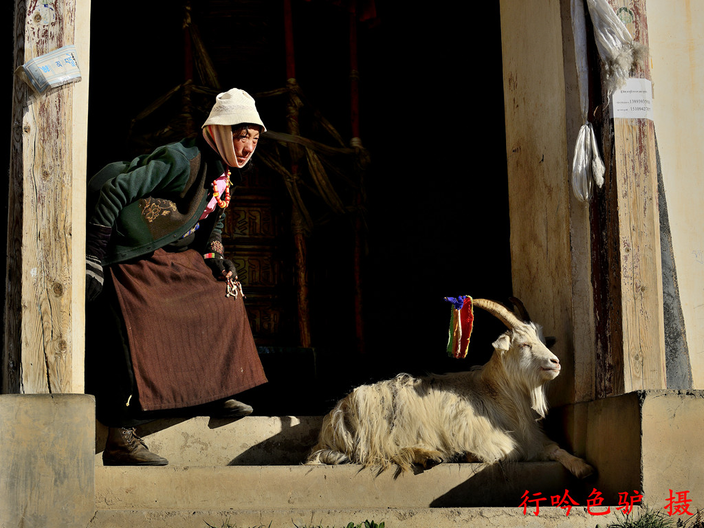 藏民与羊3 摄影 蓝色驴