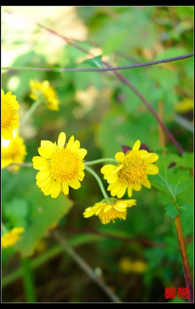 雏菊 摄影 江南伦哥