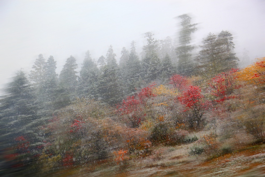 西藏行-红叶在风雪中闪亮 摄影 柏岩