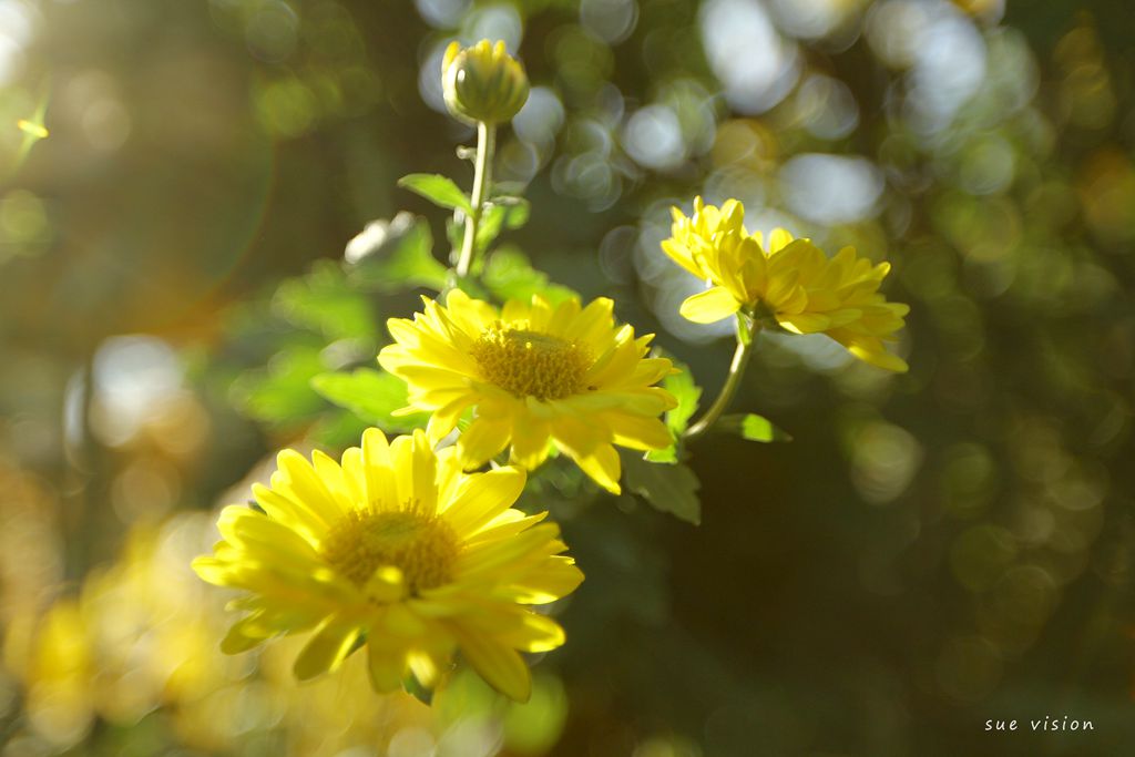 暖菊 摄影 sueso