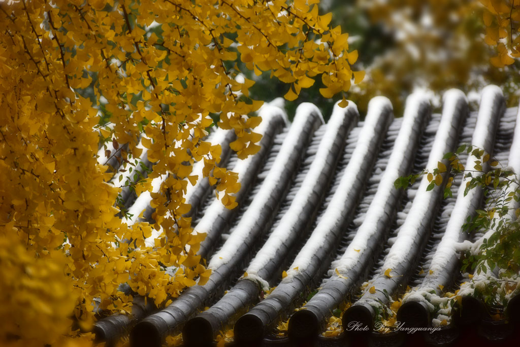 瑞雪落京城 摄影 yangguanga