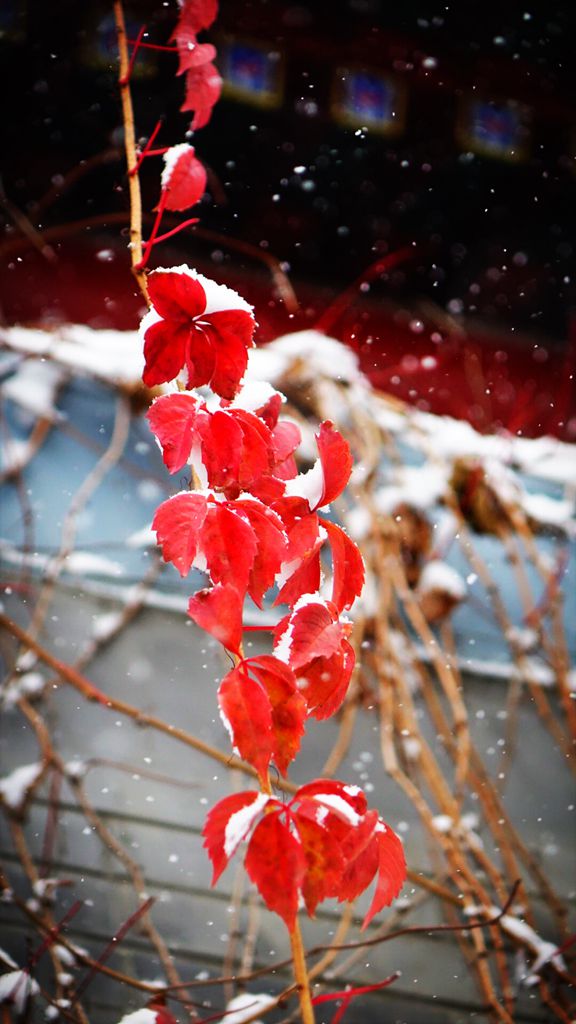 《角色的转变---雪中花》 摄影 鸿言