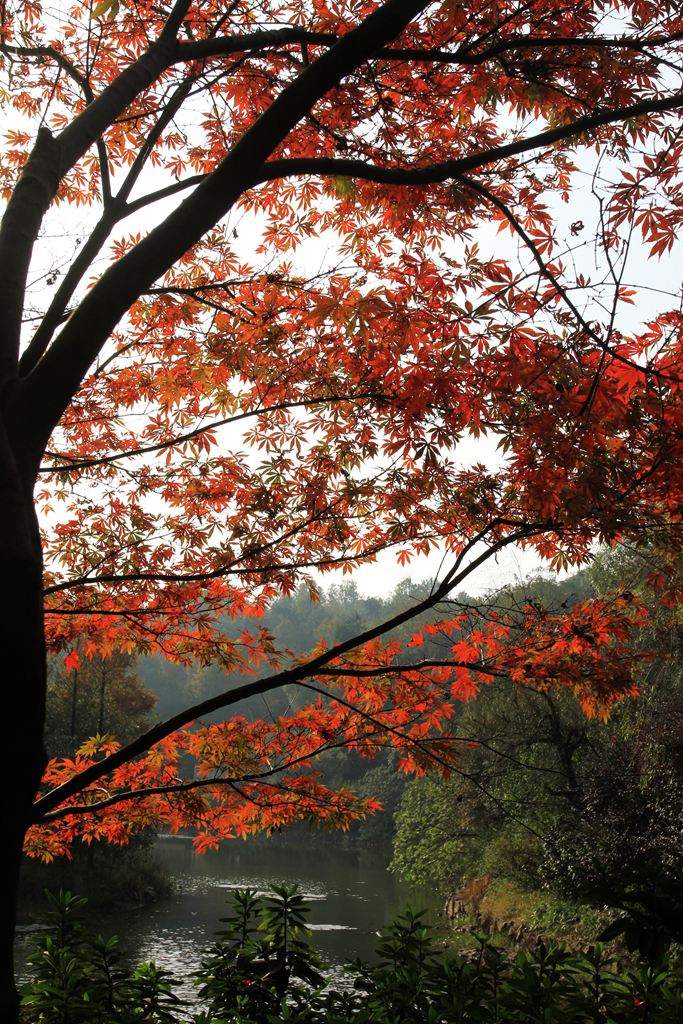 初冬岳麓山 摄影 青山绿水2