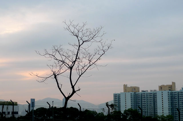 一棵樹 摄影 建智