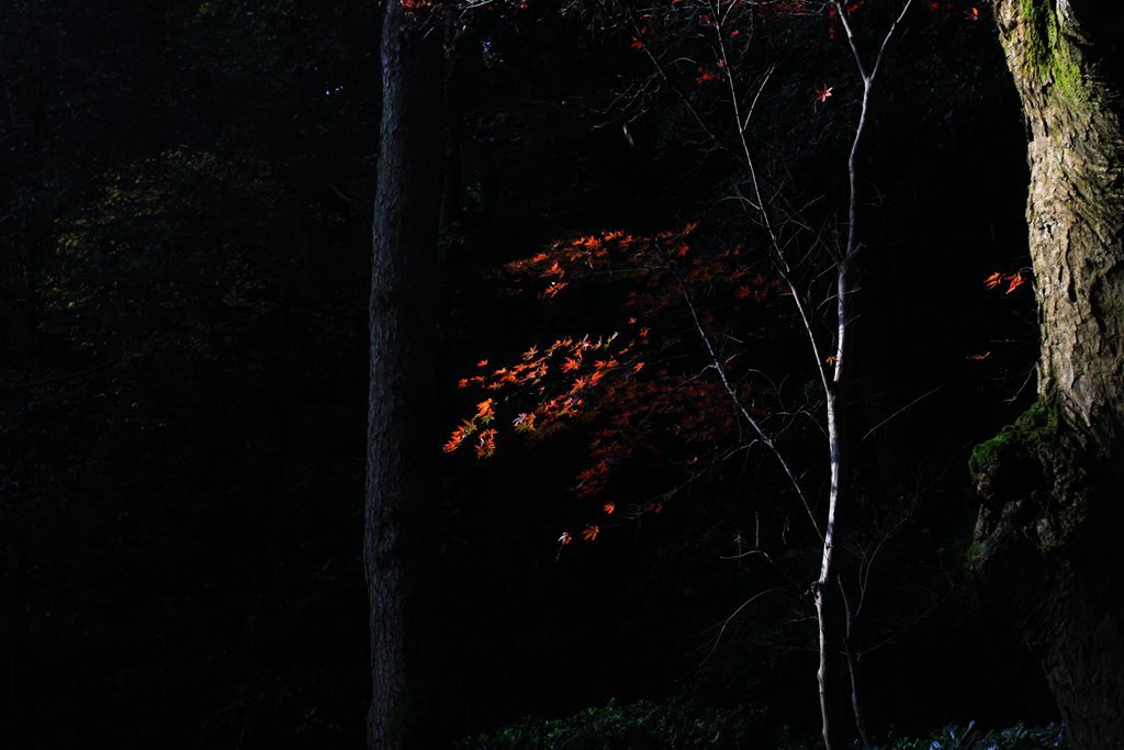 初冬岳麓山红叶 摄影 青山绿水2