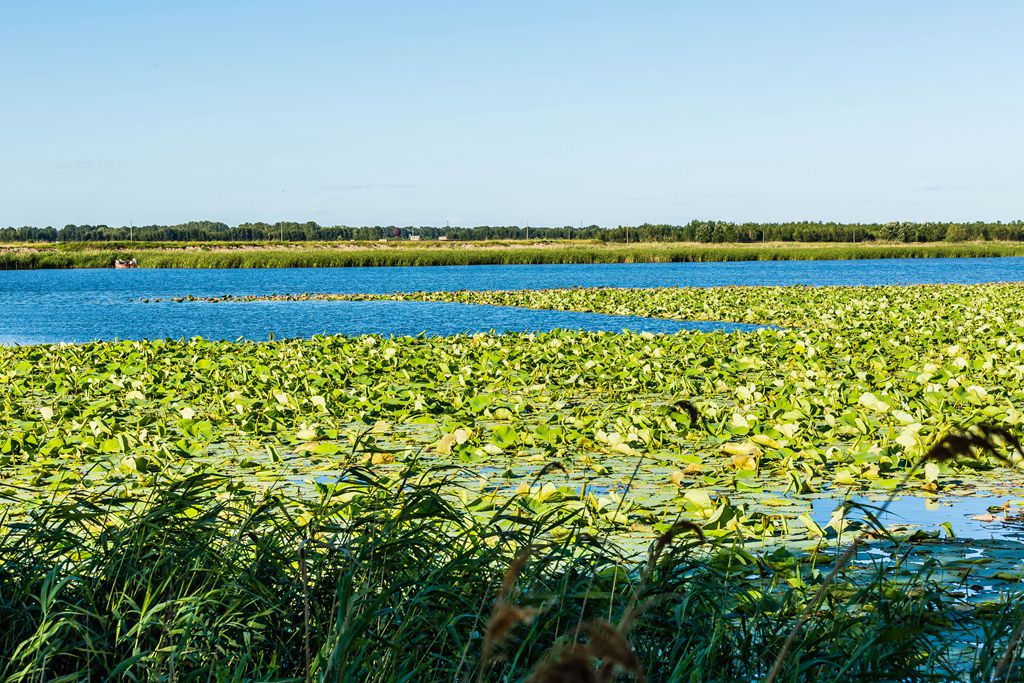 百湖石油之城--龙凤湿地5 摄影 随光逐影