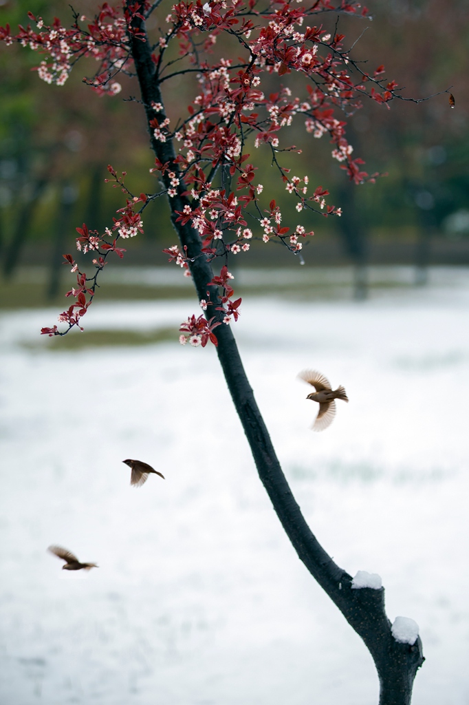 踏雪寻梅 摄影 诗影凡心