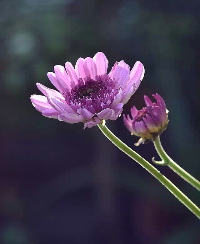 紫菊披香碎晓霞 摄影 达名