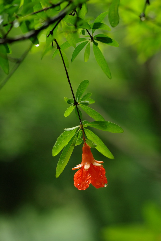 阴雨天试拍蔡司大P 80/1.8 摄影 proarfh