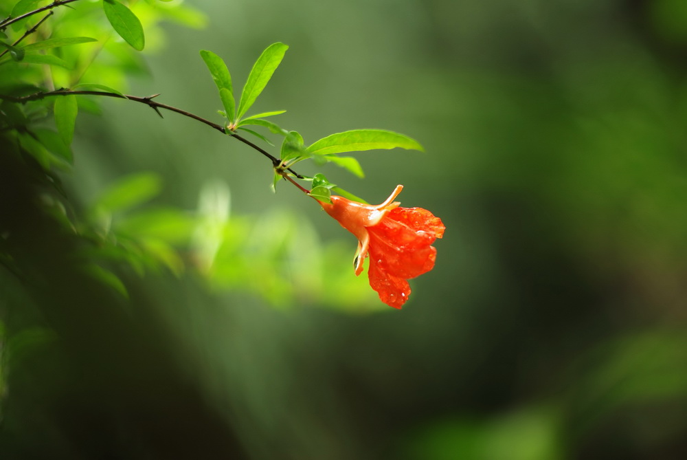 阴雨天蔡司大P 试拍 摄影 proarfh