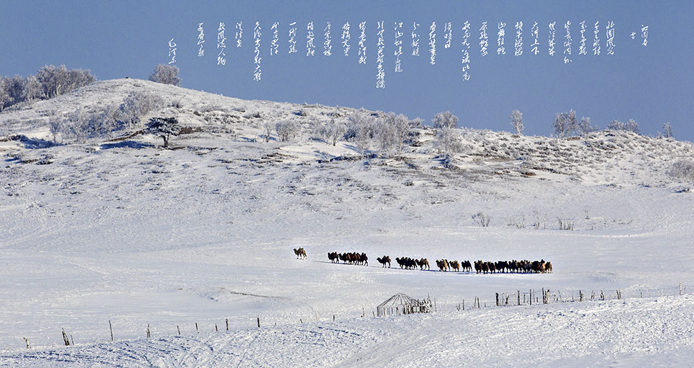 雪原驼影 摄影 老茶