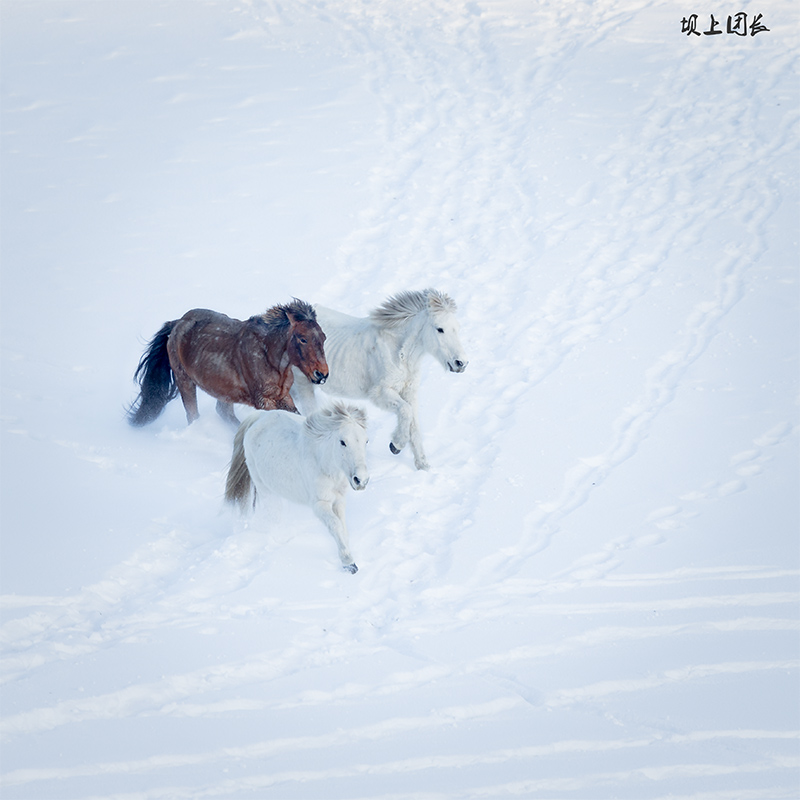 雪魂 摄影 坝上团长