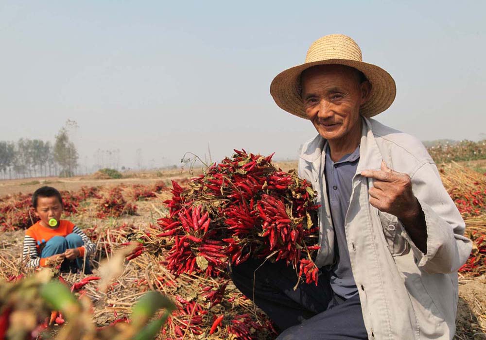 《收获快乐》组照 摄影 郾城老李