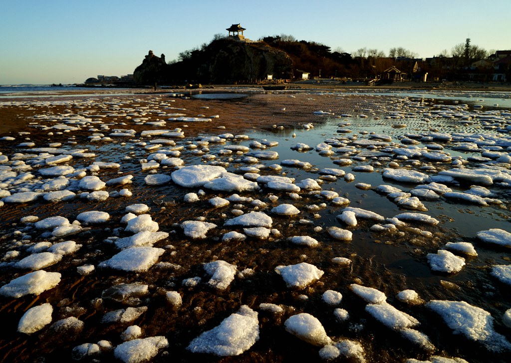 湿地盛开雪莲花 摄影 冰峰雪莲