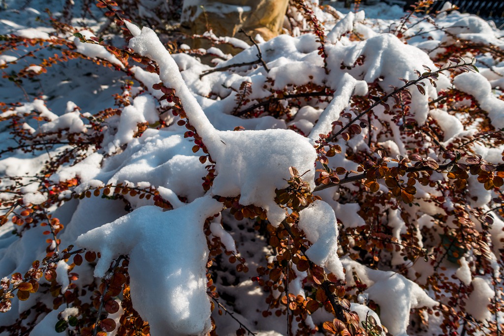 初雪9 摄影 qxs