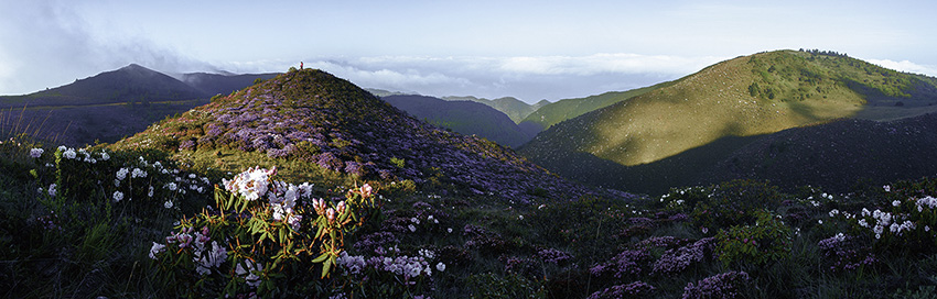 索玛花开满山野 摄影 劲霸男人