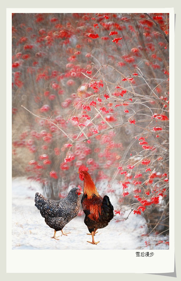 雪后漫步 摄影 kangj