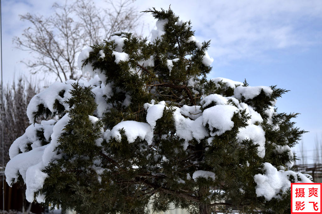 雪压松柏 摄影 爽飞