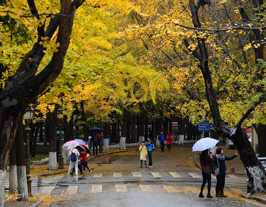 青岛初冬的雨中 摄影 qdzp