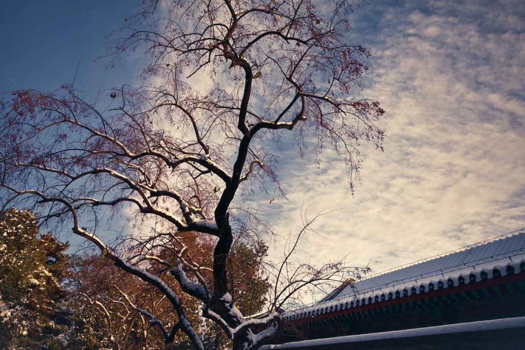 新年快乐～ 摄影 参宿七