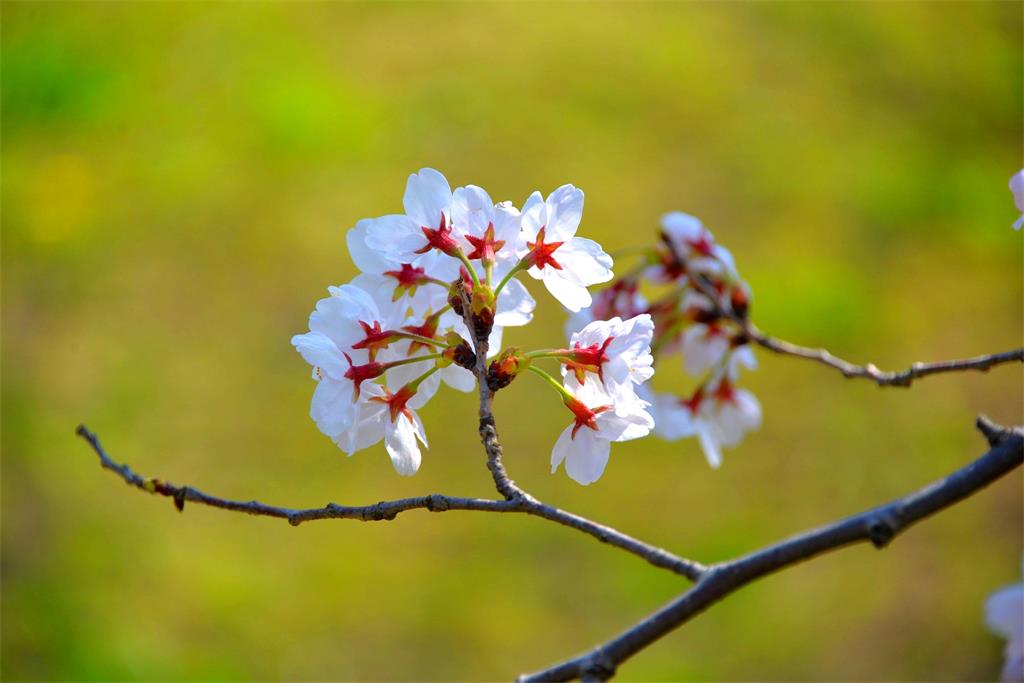 小花 摄影 mitaka