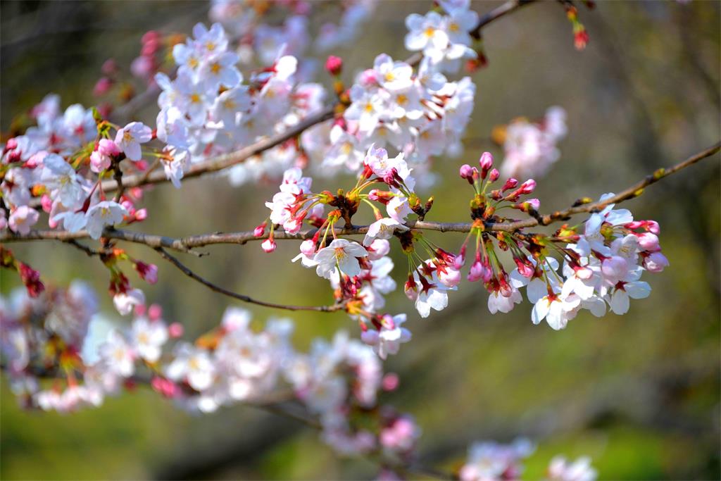 樱花 摄影 mitaka