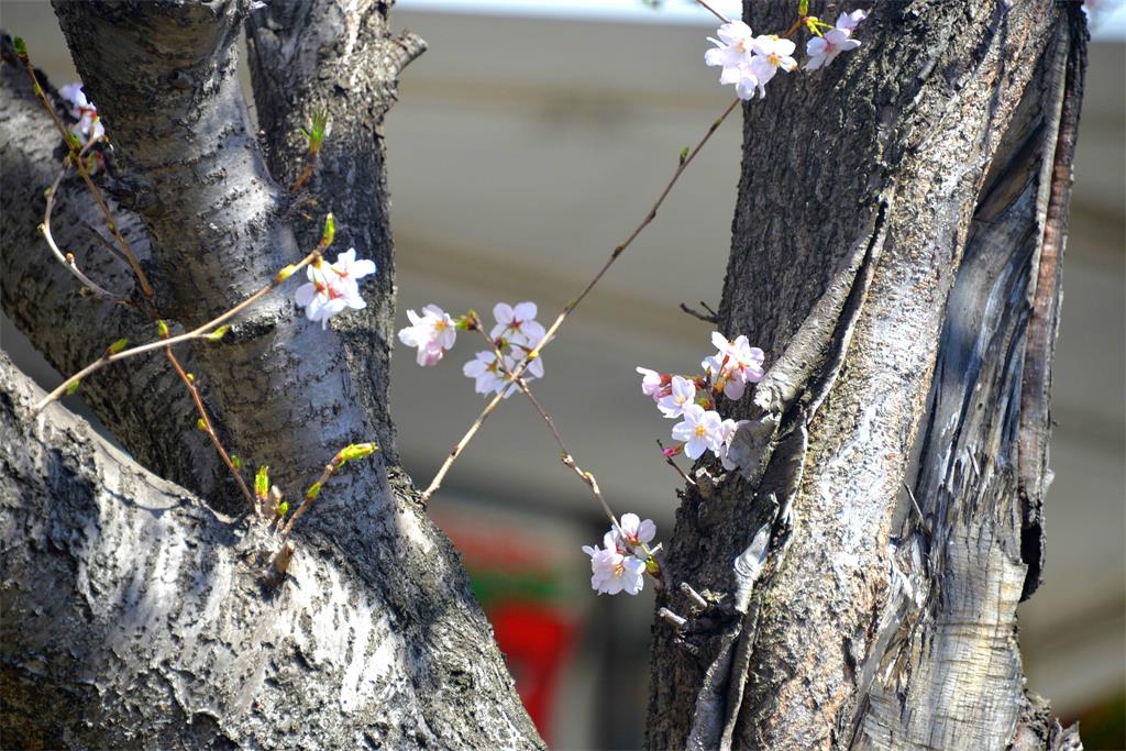 花语 摄影 mitaka