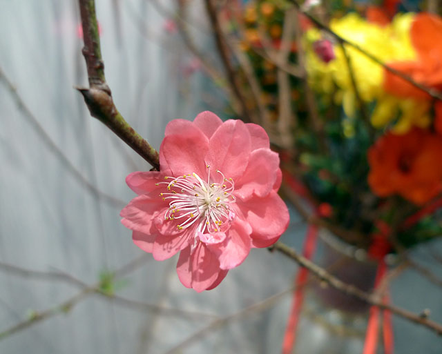 桃花 摄影 建智