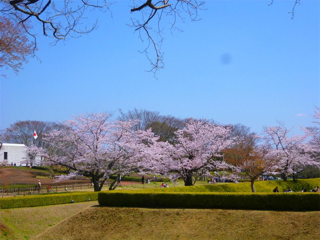 樱花时节 摄影 mitaka