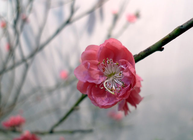 桃花 摄影 建智