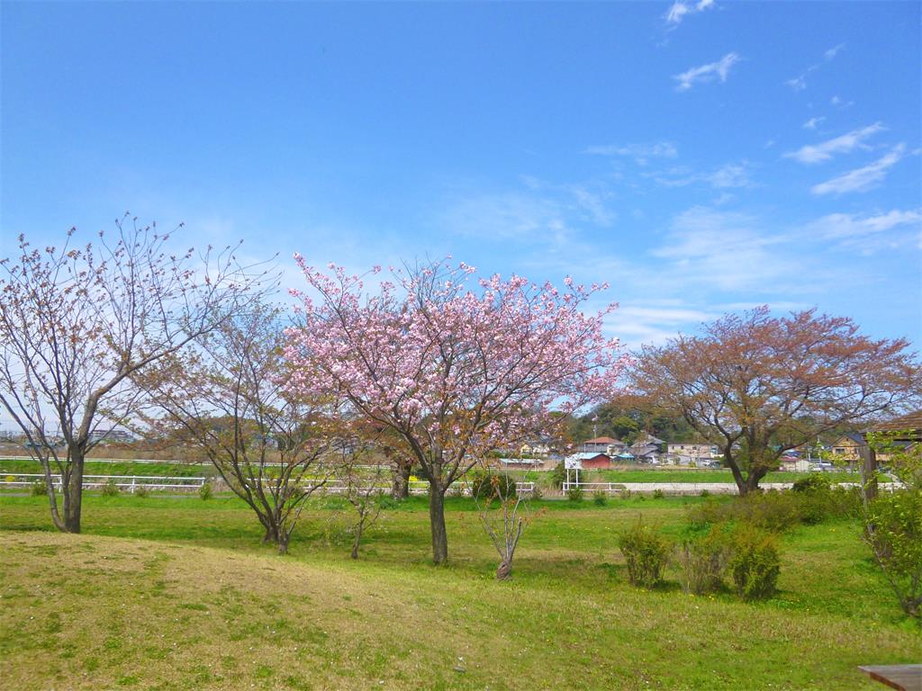 花见川的春樱 摄影 mitaka