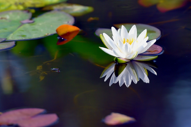 花影映影花 摄影 haoguangying