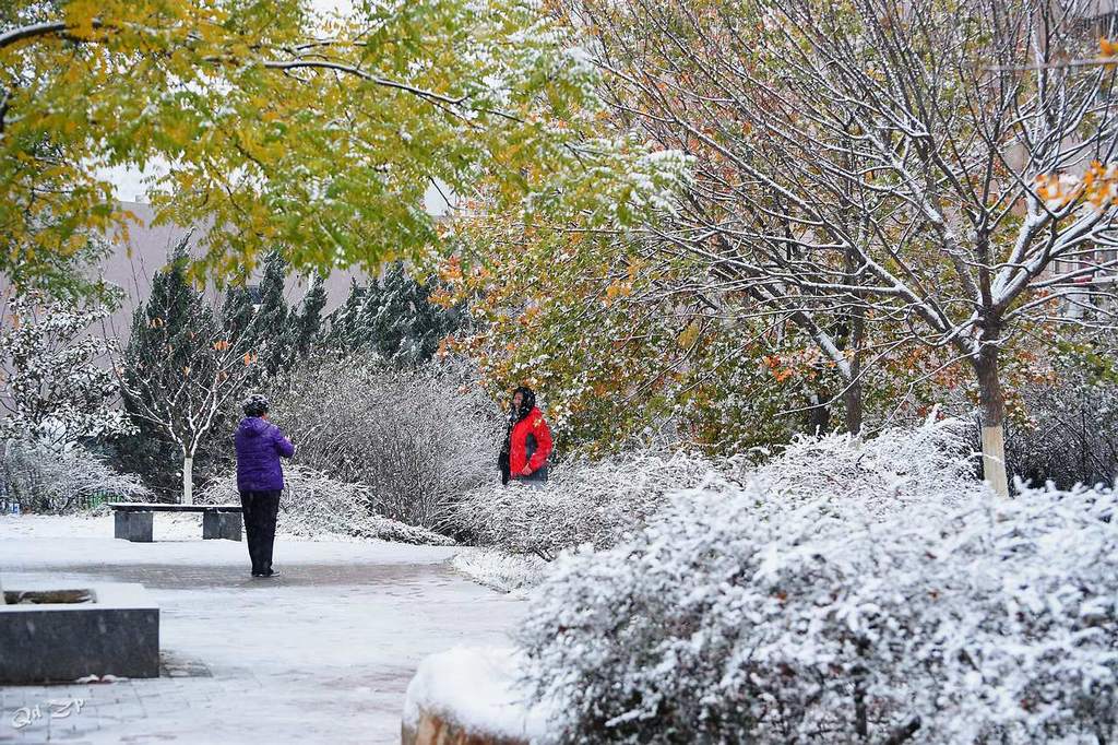 青岛的雪中即景 摄影 qdzp