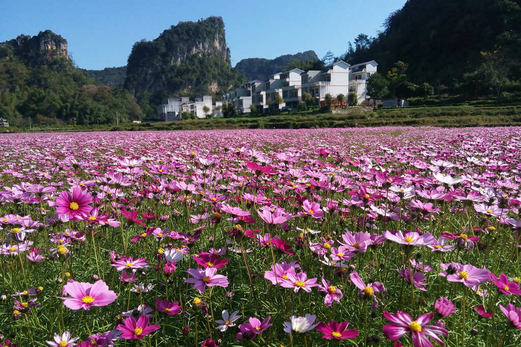 花红草绿 摄影 桃花江